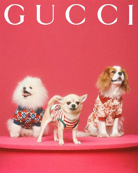 gucci pet goedkoop|gucci pet collection.